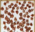 Lot: Twinned Aragonite Clusters - Pieces #103615-2